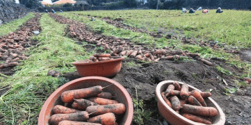 Seed Sovereignty: How Jeju Island is Breaking Free from Foreign Carrot Seed Dependence