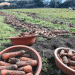 Seed Sovereignty: How Jeju Island is Breaking Free from Foreign Carrot Seed Dependence