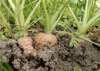 Cracking the Code: Understanding and Preventing Carrot Fractures for Optimal Yield