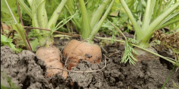 Cracking the Code: Understanding and Preventing Carrot Fractures for Optimal Yield