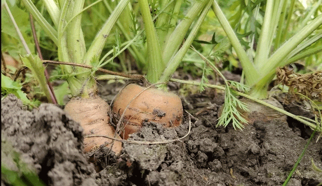 Cracking the Code: Understanding and Preventing Carrot Fractures for Optimal Yield