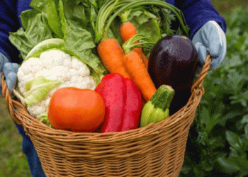 Winter Warriors: The Cold-Hardy Vegetables That Defy Frozen Soil and Keep Growing