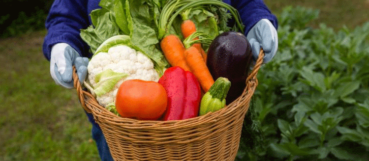 Winter Warriors: The Cold-Hardy Vegetables That Defy Frozen Soil and Keep Growing