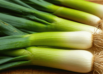Belgium Pioneers World’s First Large-Scale Hydroponic Leek Farming in Ypres