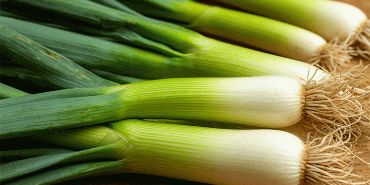 Belgium Pioneers World’s First Large-Scale Hydroponic Leek Farming in Ypres
