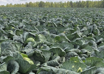 Hand-Harvested Cabbage: Why Russia’s OSP Agro Chooses Quality Over Automation for 200-Hectare Crop