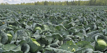 Hand-Harvested Cabbage: Why Russia’s OSP Agro Chooses Quality Over Automation for 200-Hectare Crop