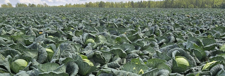 Hand-Harvested Cabbage: Why Russia’s OSP Agro Chooses Quality Over Automation for 200-Hectare Crop