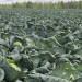 Hand-Harvested Cabbage: Why Russia’s OSP Agro Chooses Quality Over Automation for 200-Hectare Crop
