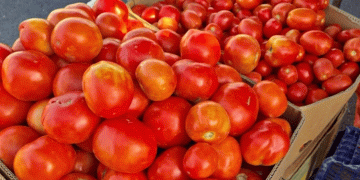 Sunday Markets in Bishkek: A Hub for Fresh Produce and Affordable Nutrition