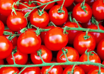 Kyrgyzstan Smashes Global Tomato Yield Record with 120 Tons/Ha Harvest