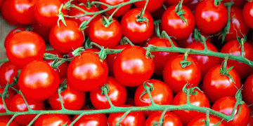 Kyrgyzstan Smashes Global Tomato Yield Record with 120 Tons/Ha Harvest