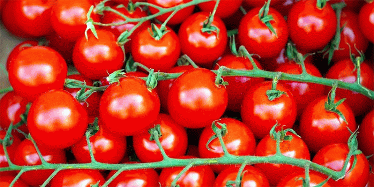 Kyrgyzstan Smashes Global Tomato Yield Record with 120 Tons/Ha Harvest