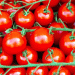 Kyrgyzstan Smashes Global Tomato Yield Record with 120 Tons/Ha Harvest