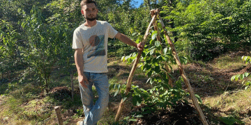From Permafrost to Paradise: How a Sakhalin Farmer is Growing Tropical Trees in Russia’s Far East