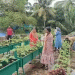 Cultivating the Next Generation: How Kochi’s School Gardens Are Sowing Seeds of Organic Farming