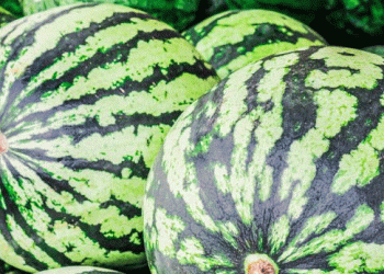 Breaking Boundaries: Sakhalin Farmer Successfully Grows Watermelons in Russia’s Far North