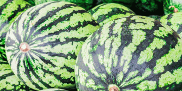 Breaking Boundaries: Sakhalin Farmer Successfully Grows Watermelons in Russia’s Far North