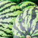 Breaking Boundaries: Sakhalin Farmer Successfully Grows Watermelons in Russia’s Far North