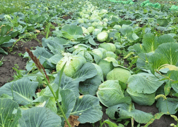 Strategic Forage Harvest and Precision Crop Management: Key Agricultural Updates