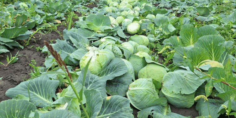 Strategic Forage Harvest and Precision Crop Management: Key Agricultural Updates