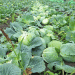 Strategic Forage Harvest and Precision Crop Management: Key Agricultural Updates