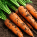 The Final Countdown: How Three Weeks of Strategic Nutrition Can Transform Your Carrot Harvest