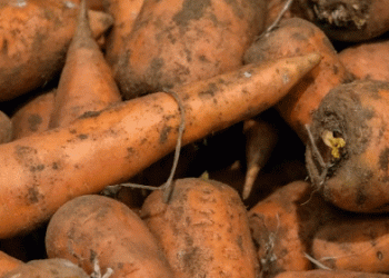 Volgograd Exports 320 Tons of Premium Carrots to Kazakhstan in Landmark Trade Deal