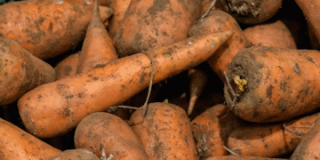 Volgograd Exports 320 Tons of Premium Carrots to Kazakhstan in Landmark Trade Deal