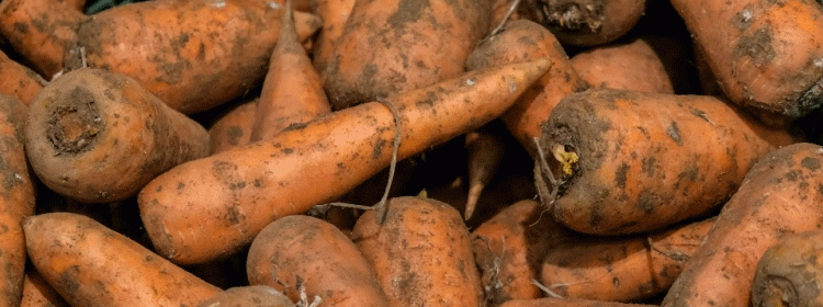 Volgograd Exports 320 Tons of Premium Carrots to Kazakhstan in Landmark Trade Deal