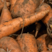 Volgograd Exports 320 Tons of Premium Carrots to Kazakhstan in Landmark Trade Deal