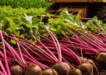 Mechanization Multiplier: How Leningrad Oblast Achieved a 17x Labor Efficiency Boost in Beet Harvest