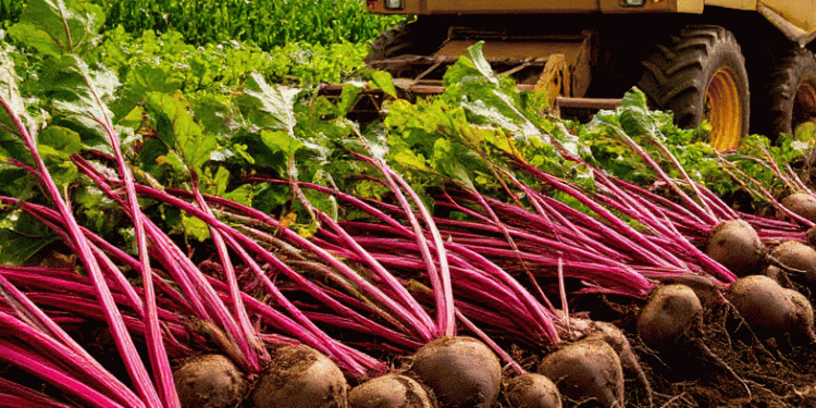 Mechanization Multiplier: How Leningrad Oblast Achieved a 17x Labor Efficiency Boost in Beet Harvest