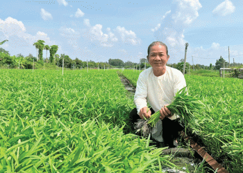 The Water Spinach Specialist: A Blueprint for High-Value Specialty Crops and Cooperative Success