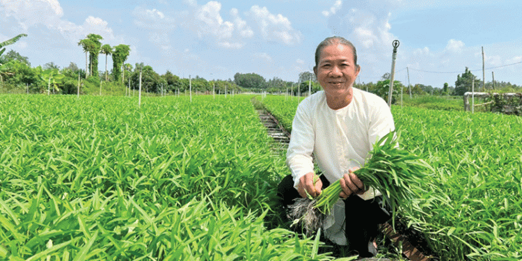 The Water Spinach Specialist: A Blueprint for High-Value Specialty Crops and Cooperative Success