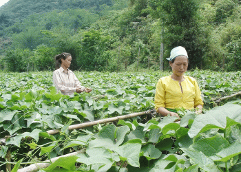 From Subsistence to Success: How Van Son is Forging a New Model for Clean Agriculture