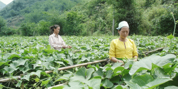 From Subsistence to Success: How Van Son is Forging a New Model for Clean Agriculture