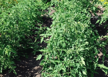 Tatarstan’s Agri-Leap: Precision and Diversification Drive Record Oilseed and Vegetable Yields