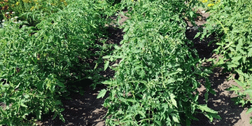 Tatarstan’s Agri-Leap: Precision and Diversification Drive Record Oilseed and Vegetable Yields