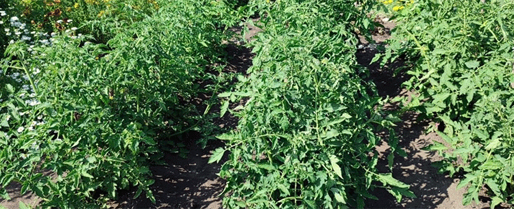 Tatarstan’s Agri-Leap: Precision and Diversification Drive Record Oilseed and Vegetable Yields