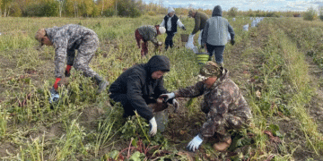 Yakutia Defies the Odds: Harvest Data Reveals a Surge in Arctic Agriculture