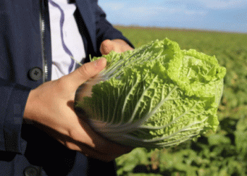 Crimea’s Agri-Exports on the Rise: Rigorous Quality Control Fuels Demand in Belarus