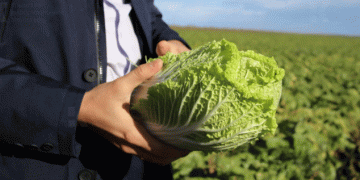Crimea’s Agri-Exports on the Rise: Rigorous Quality Control Fuels Demand in Belarus