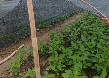 Weathering the Storm: How Vietnamese Farmers and Traders Collaborate to Stabilize the Greens Market