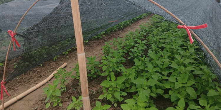Weathering the Storm: How Vietnamese Farmers and Traders Collaborate to Stabilize the Greens Market