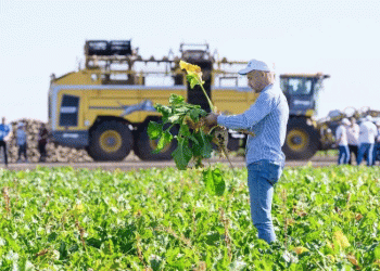 The Stavropol Seed Gamble: Can a New Cluster Realistically Break Russia’s Sugar Beet Dependency?