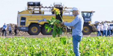 The Stavropol Seed Gamble: Can a New Cluster Realistically Break Russia’s Sugar Beet Dependency?