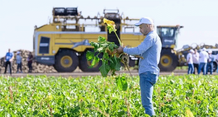 The Stavropol Seed Gamble: Can a New Cluster Realistically Break Russia’s Sugar Beet Dependency?