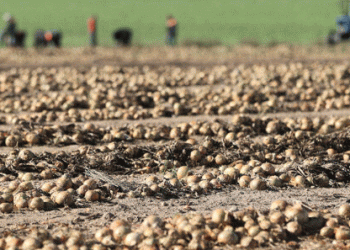 Efficiency at Scale: How a Diversified Belarusian Farm Masters the Autumn Workflow