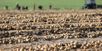 Efficiency at Scale: How a Diversified Belarusian Farm Masters the Autumn Workflow